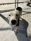 adoptable Dog in , AB named Zoey