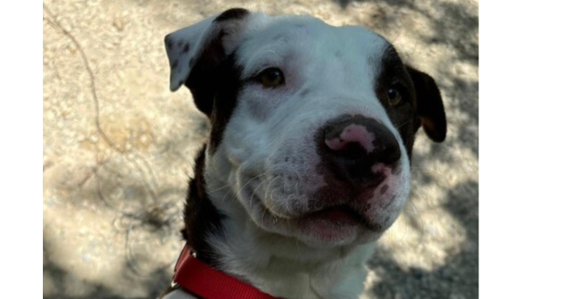 adoptable Dog in Calgary, AB named Emerson