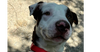 adoptable Dog in  named Emerson