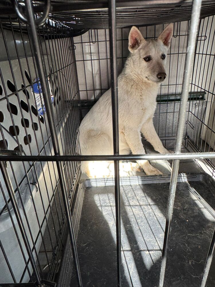 adoptable Dog in Calgary, AB named Bianca