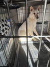 adoptable Dog in  named Bianca