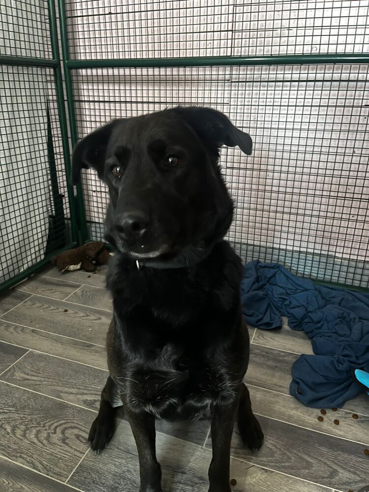 adoptable Dog in Calgary, AB named Bella