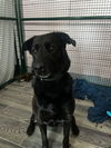 adoptable Dog in  named Bella