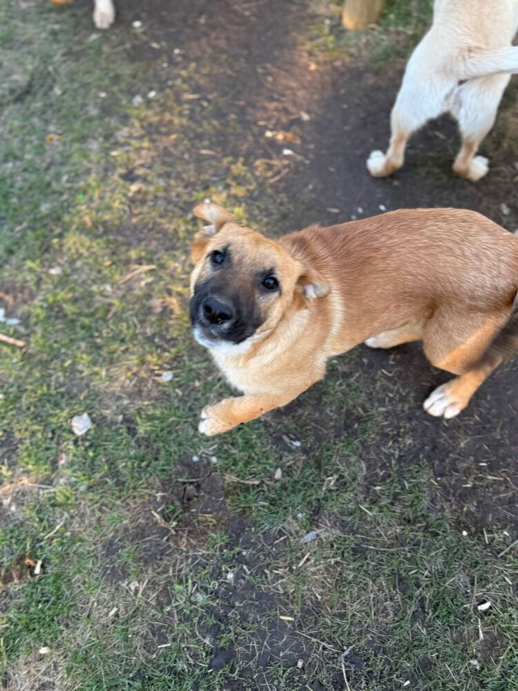 adoptable Dog in Calgary, AB named Jethro (June)