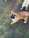 adoptable Dog in  named Jethro (June)