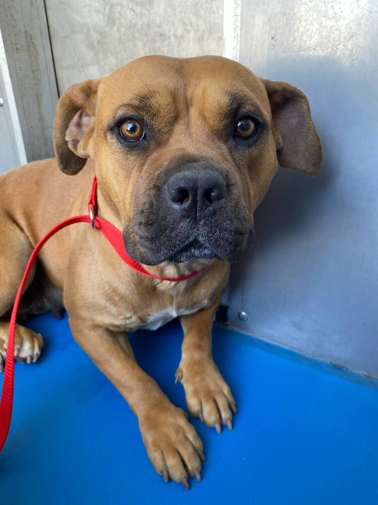 adoptable Dog in Calgary, AB named Chyna