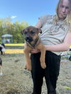 adoptable Dog in  named Papilla