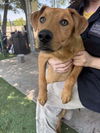 adoptable Dog in  named Triple H