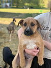 adoptable Dog in  named Tartar