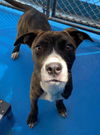 adoptable Dog in , AB named Natalya