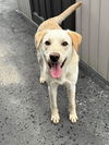 adoptable Dog in  named Ziggy