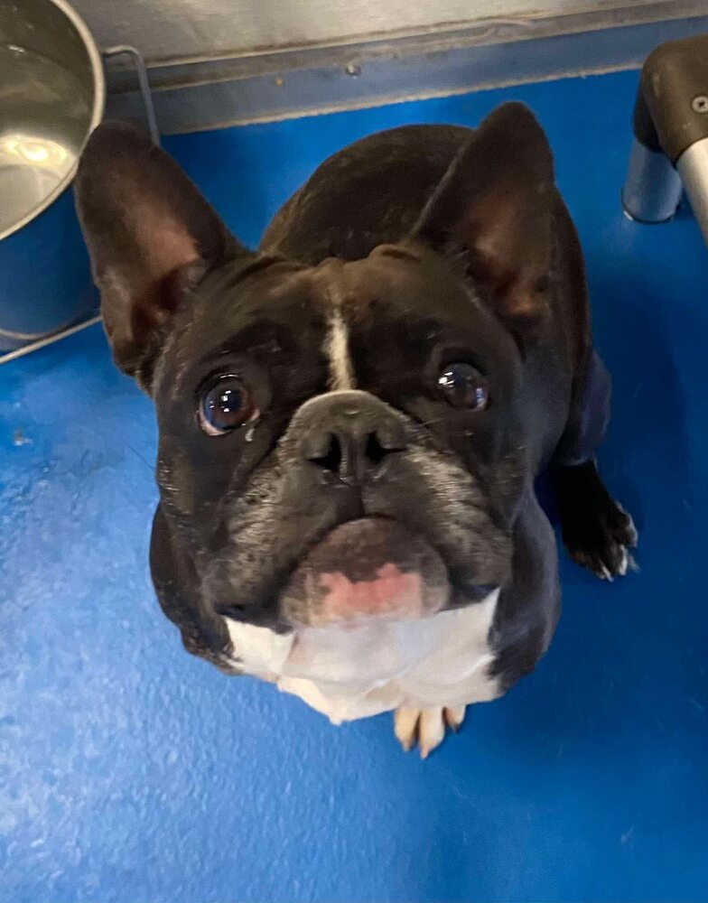 adoptable Dog in Calgary, AB named Rhea Ripley