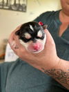 adoptable Dog in , AB named Gemini