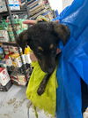 adoptable Dog in  named Toyo