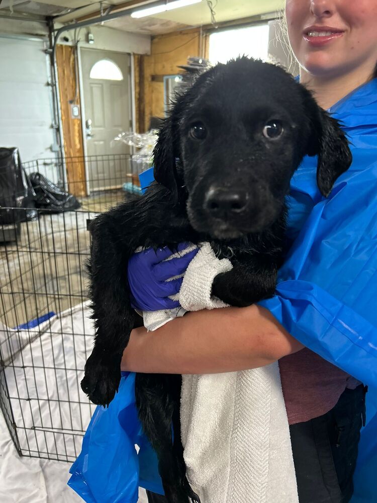 adoptable Dog in Calgary, AB named Pirelli