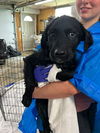 adoptable Dog in  named Pirelli