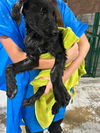 adoptable Dog in  named Bridgestone
