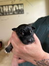 adoptable Dog in  named Pisces