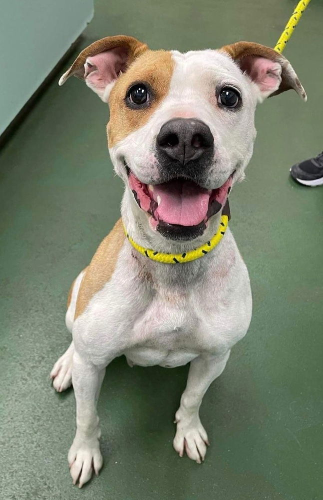 adoptable Dog in Calgary, AB named Rayne