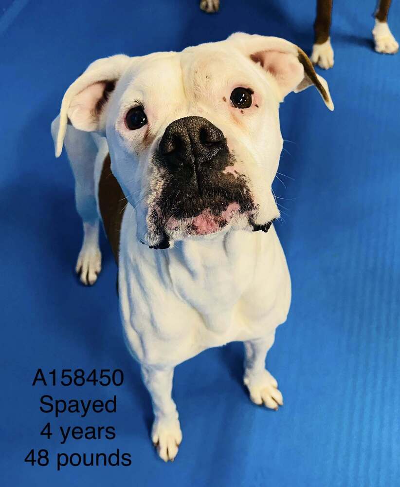 adoptable Dog in Calgary, AB named Chinook