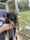adoptable Dog in , AB named Bobby McGee