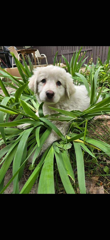 adoptable Dog in Calgary, AB named Sicily