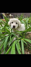 adoptable Dog in , AB named Sicily