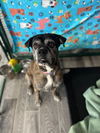 adoptable Dog in  named Capone