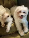 adoptable Dog in , AB named Edina