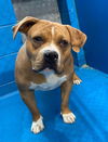 adoptable Dog in  named Mia Yim