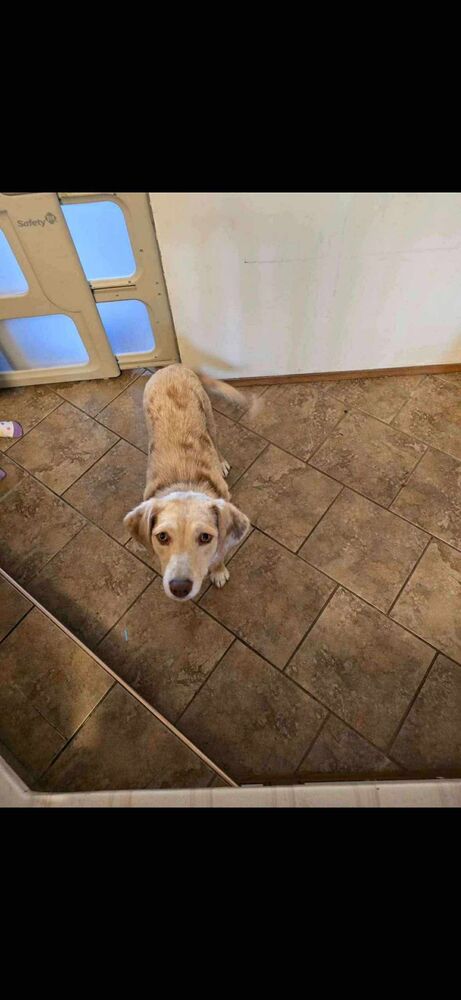 adoptable Dog in Calgary, AB named Florence