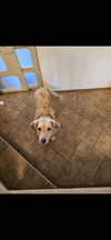 adoptable Dog in , AB named Florence