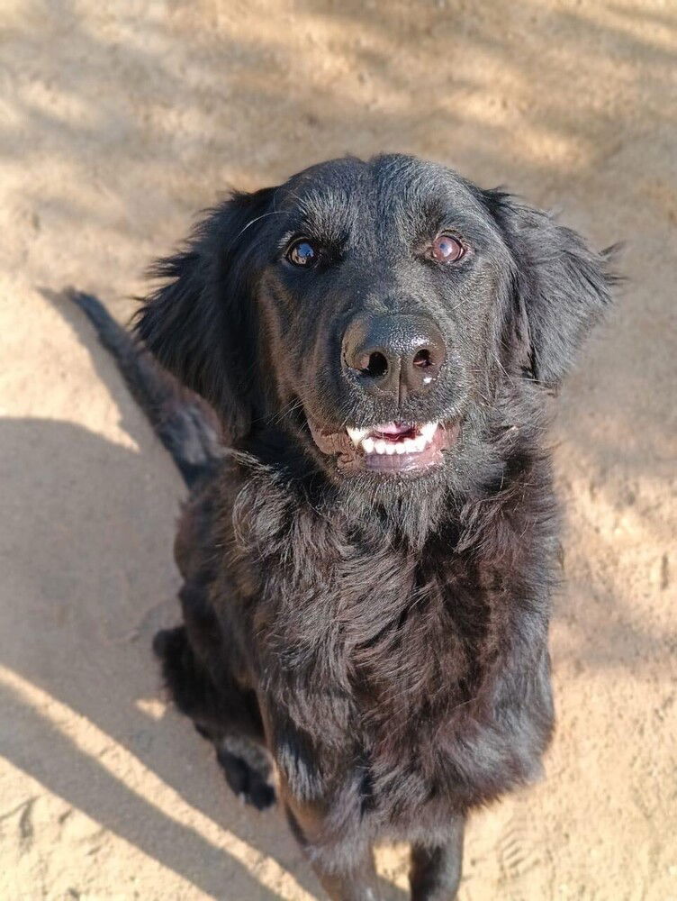 adoptable Dog in Calgary, AB named Nyx