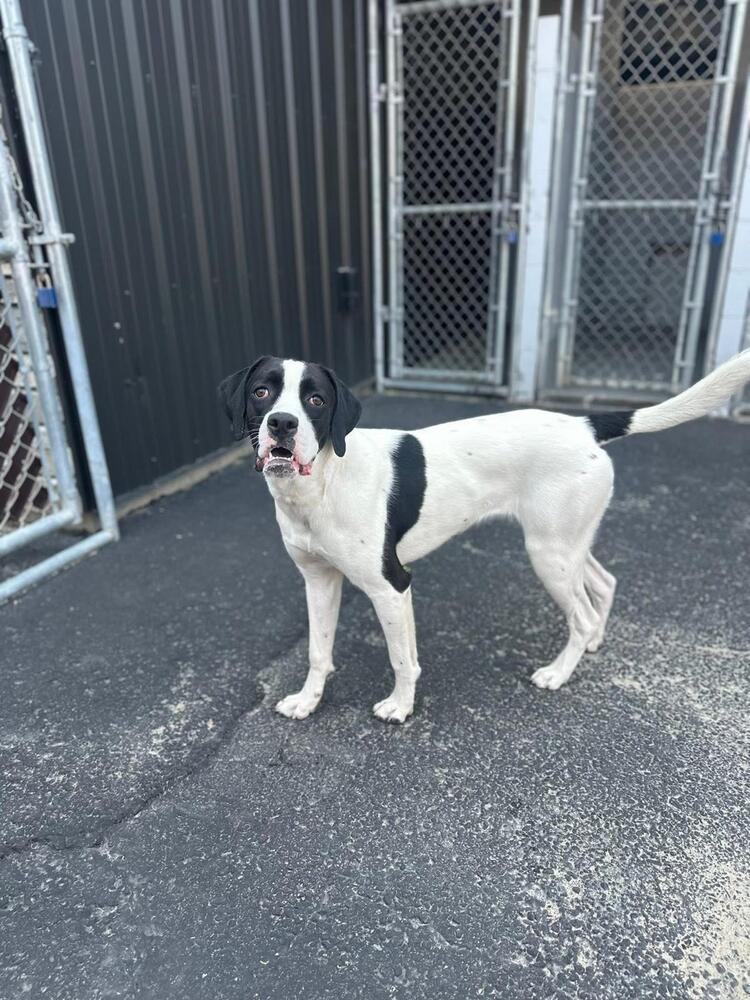 adoptable Dog in Calgary, AB named Lulu