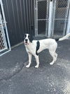 adoptable Dog in  named Lulu