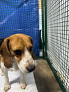 adoptable Dog in  named Lanny