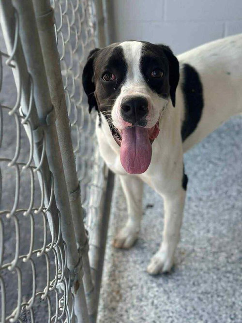 LULU - Boxer / Labrador Retriever available for adoption