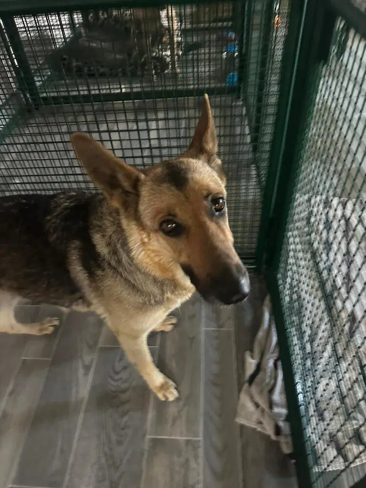Nova - German Shepherd Dog