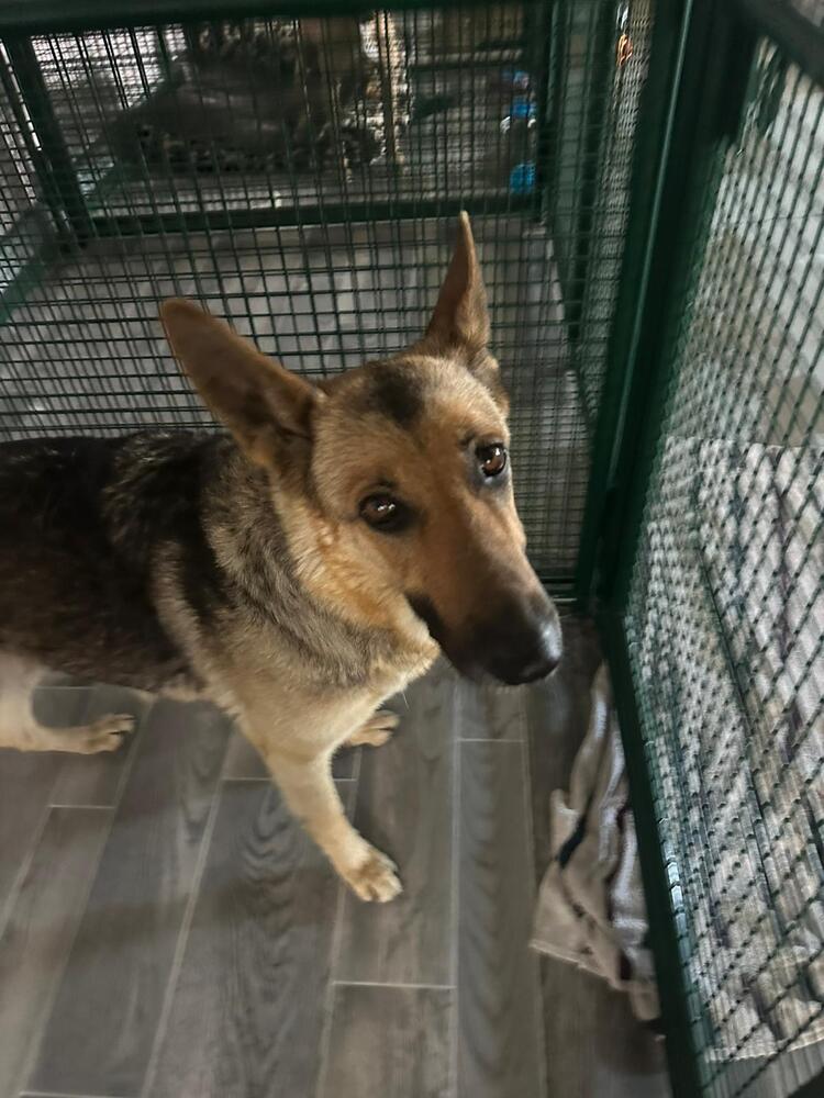 Nova