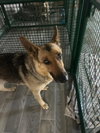 Nova - Photo 1