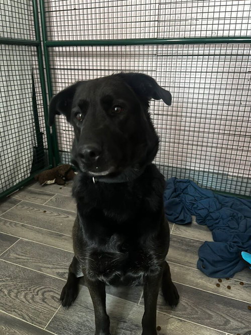 BELLA - Labrador Retriever / Terrier available for adoption