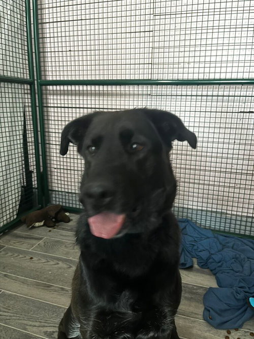 BELLA - Labrador Retriever / Terrier available for adoption