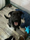 Bella - Photo 3