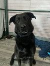 Bella - Photo 4