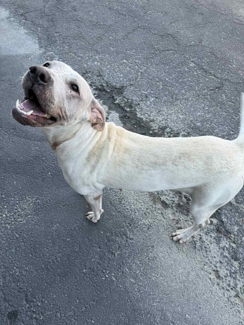 DEE DEE - American Pit Bull Terrier / Terrier available for adoption