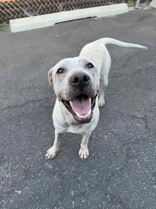 DEE DEE - American Pit Bull Terrier / Terrier available for adoption