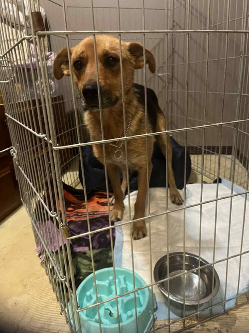 TWIGGY - Shepherd / Terrier available for adoption