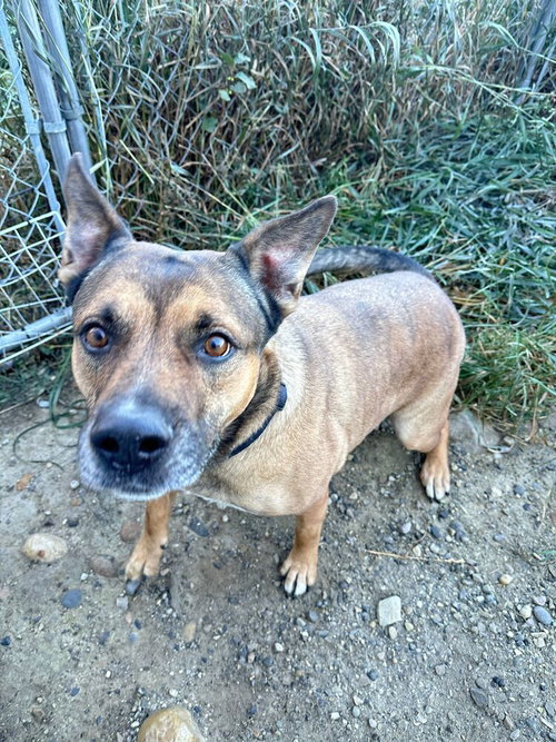 LYRA - Shepherd / Terrier available for adoption