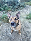 Lyra - Photo 4