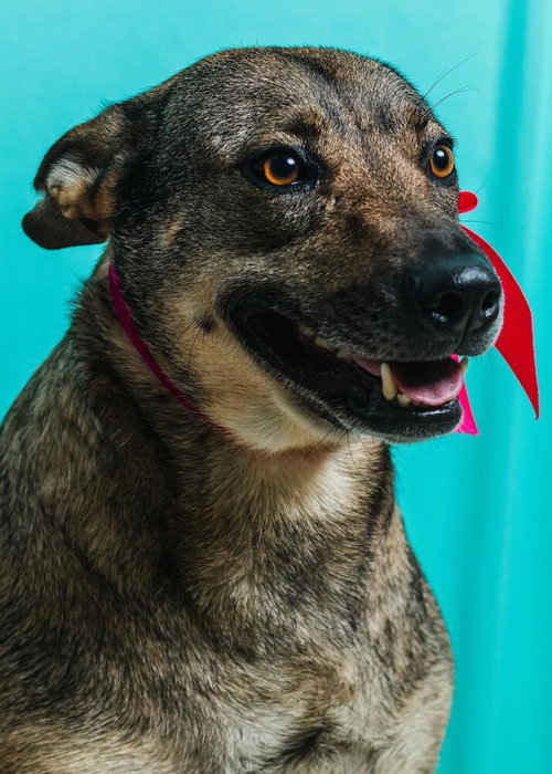 LILLY - Shepherd / Terrier available for adoption